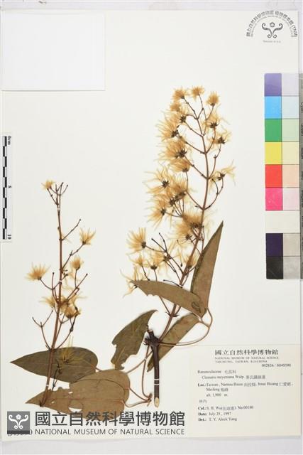 麥氏鐵線蓮藏品圖，第2張