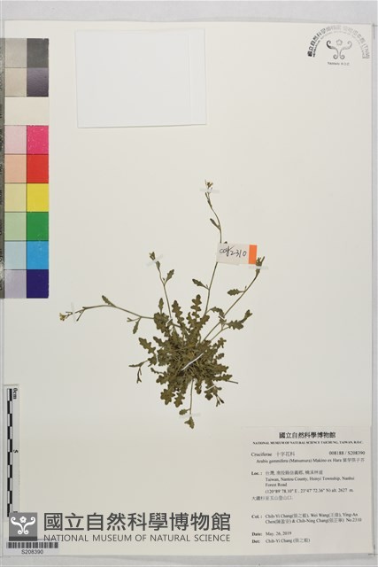 葉芽筷子芥藏品圖，第1張