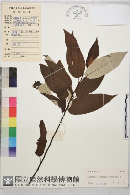 麥珠子藏品圖，第1張