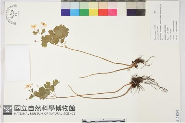 登錄號:S178890藏品圖，第1張