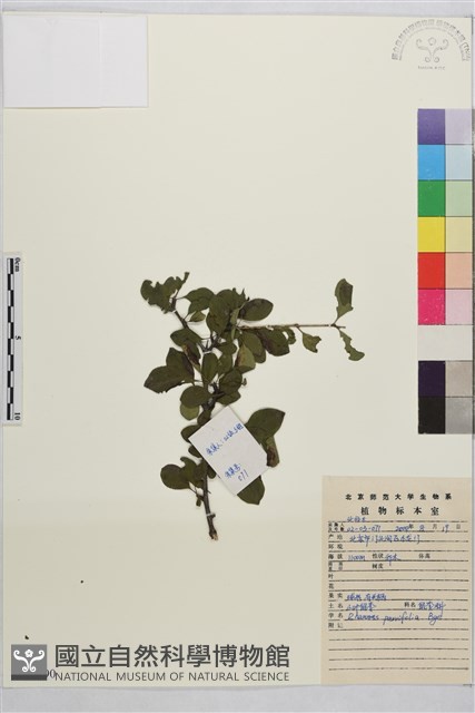 小葉鼠李藏品圖，第1張