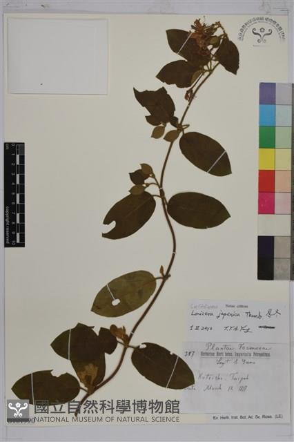 忍冬、金銀花藏品圖，第1張