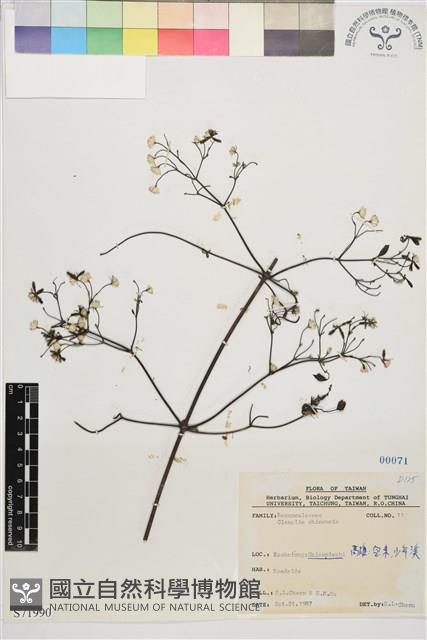 威靈仙藏品圖，第1張