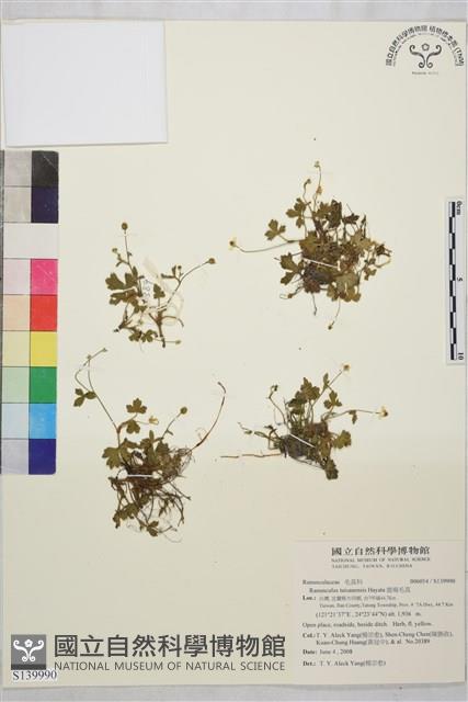 鹿場毛茛藏品圖，第1張