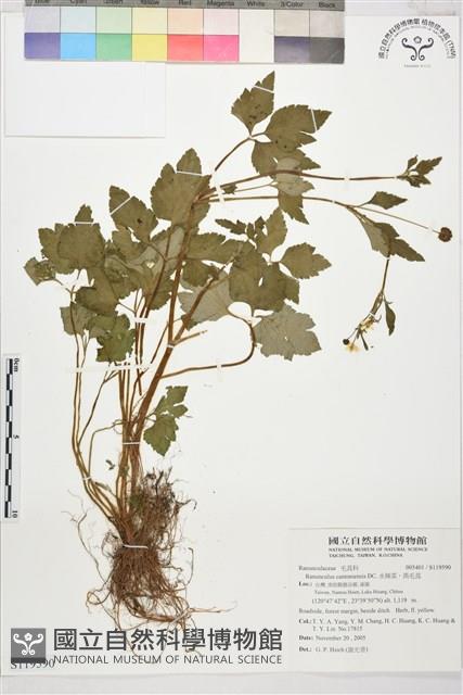 水辣菜、禺毛茛藏品圖，第1張