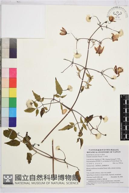 小木通藏品圖，第1張