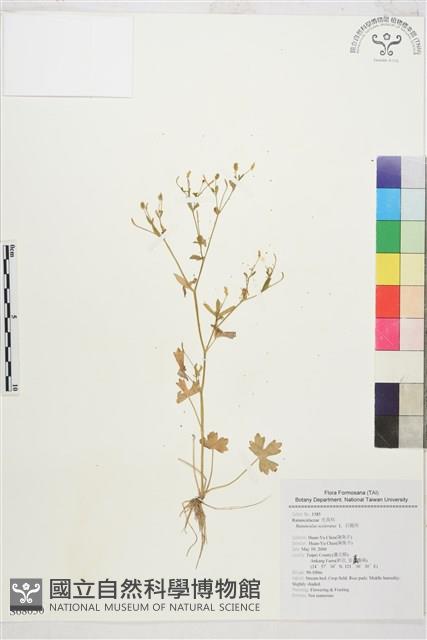 石龍芮藏品圖，第1張