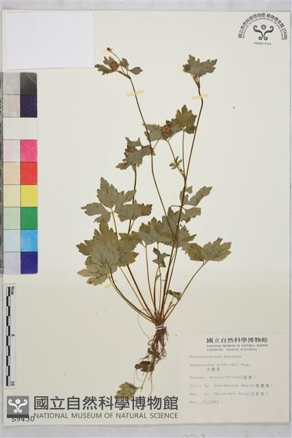 辣子草、揚子毛茛藏品圖，第1張