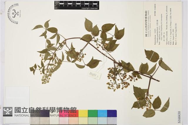 小蓑衣藤藏品圖，第1張