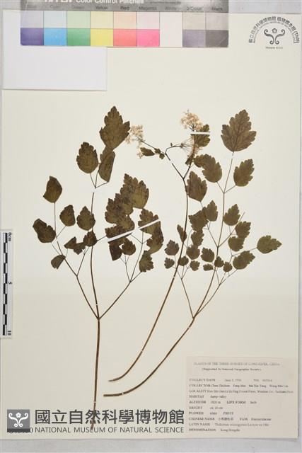 小果唐松草藏品圖，第1張