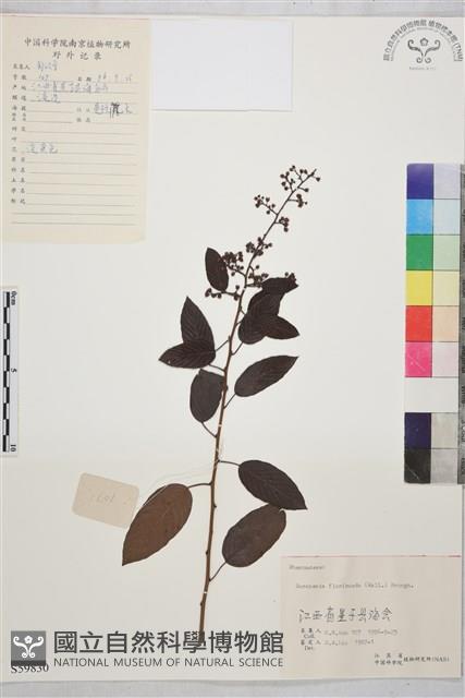 多花勾兒茶, 多花黃鱔藤藏品圖，第1張