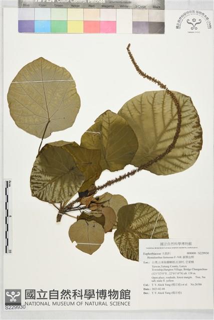 圓葉血桐藏品圖，第1張