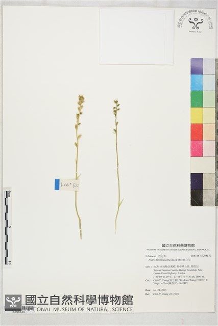 臺灣粉條兒菜藏品圖，第1張