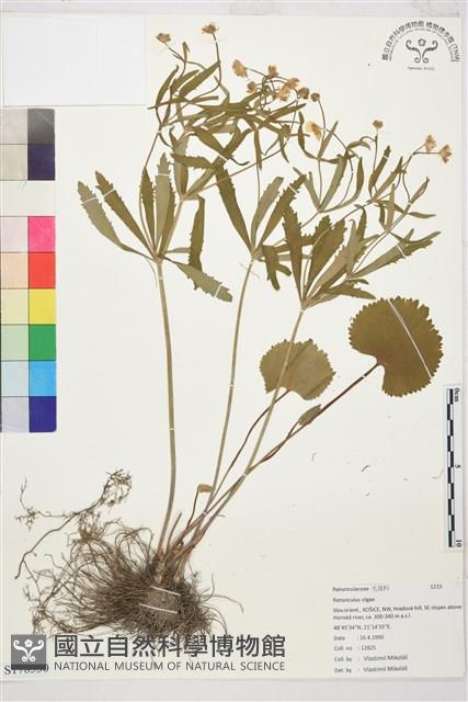 登錄號:S178530藏品圖，第1張