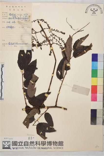 多花勾兒茶, 多花黃鱔藤藏品圖，第1張