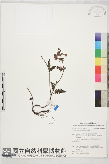 馬先蒿藏品圖，第1張