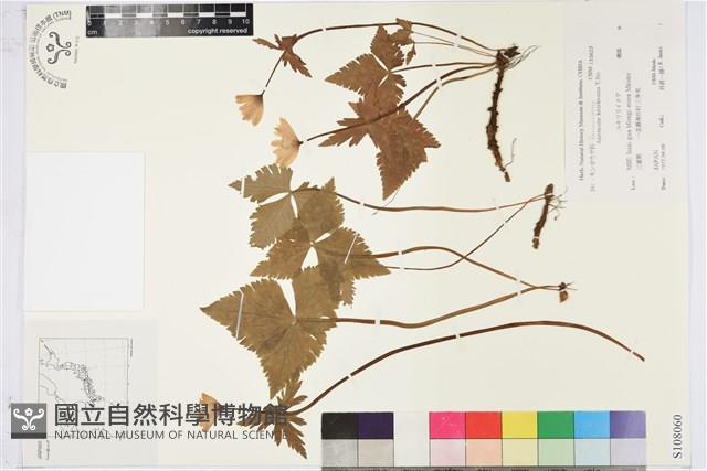 登錄號:S108060藏品圖，第1張