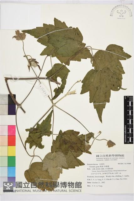 串鼻龍藏品圖，第1張