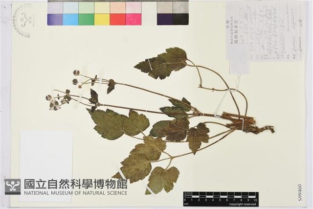 打破碗花花藏品圖，第1張