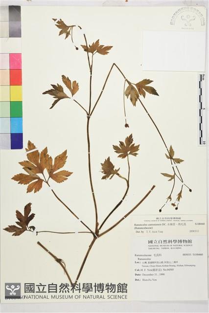 水辣菜、禺毛茛藏品圖，第1張