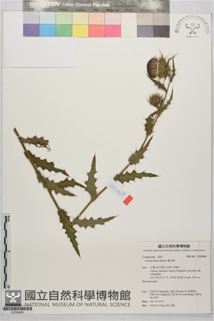 鱗毛薊藏品圖，第1張