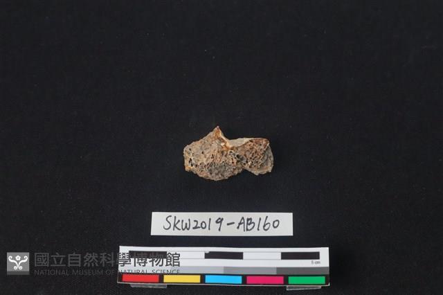 獸骨藏品圖，第1張