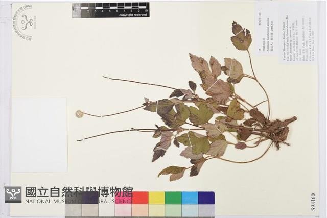 打破碗花花藏品圖，第1張