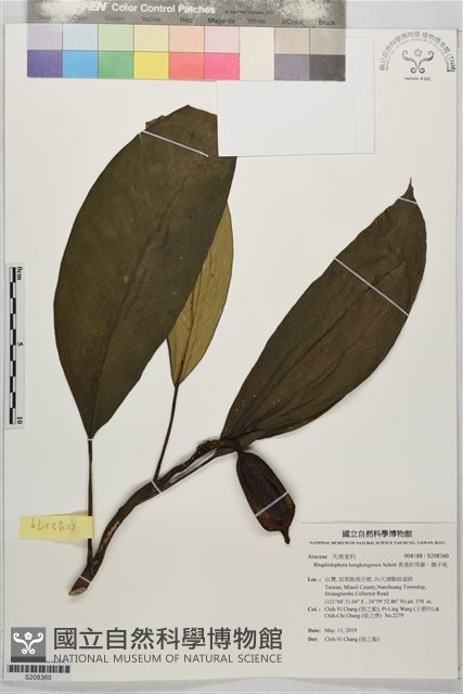 香港針房藤、獅子尾藏品圖，第1張