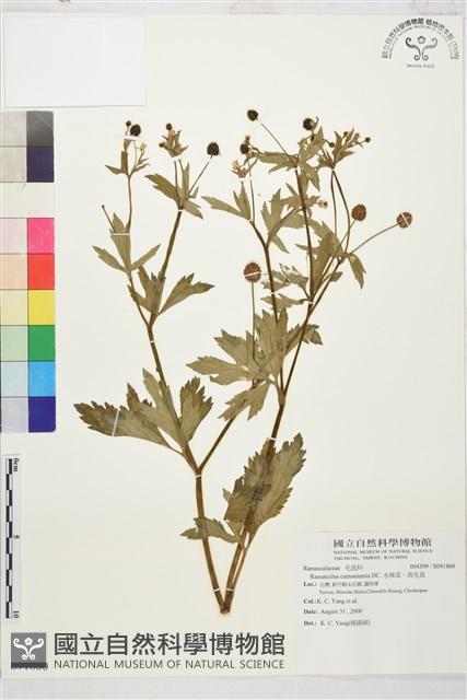 水辣菜、禺毛茛藏品圖，第1張