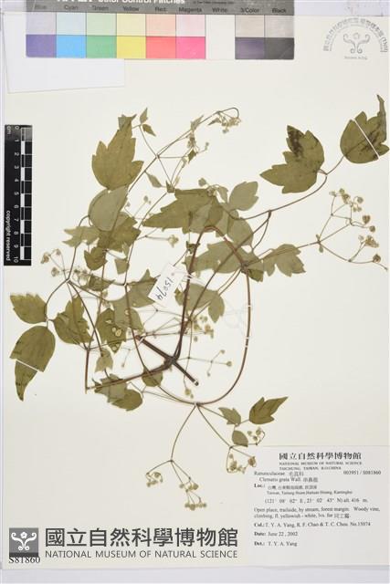 串鼻龍藏品圖，第1張