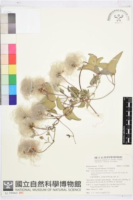 屏東鐵線蓮藏品圖，第1張