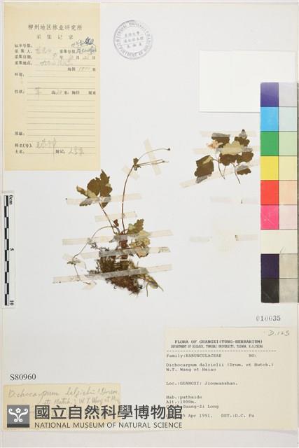 蕨葉人字果藏品圖，第1張