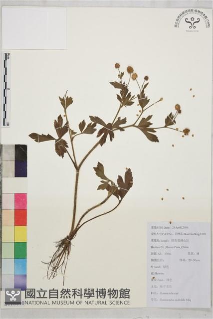 辣子草、揚子毛茛藏品圖，第1張