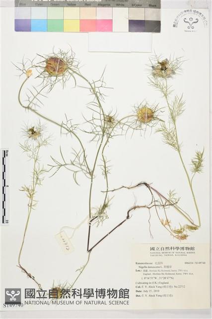 黑種草藏品圖，第1張