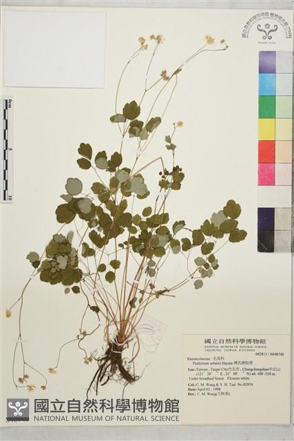 傅氏唐松草藏品圖，第1張