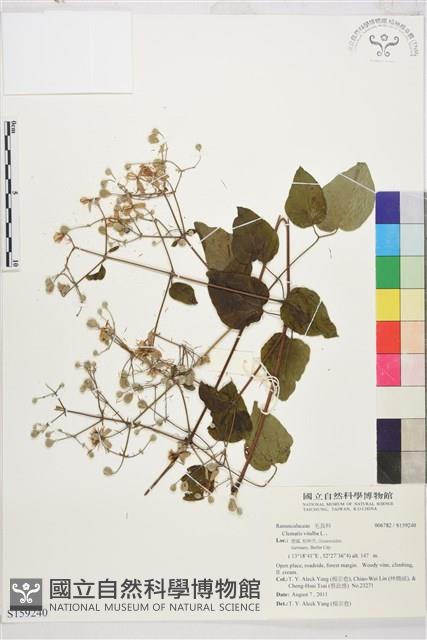 葡萄葉鐵線蓮藏品圖，第1張