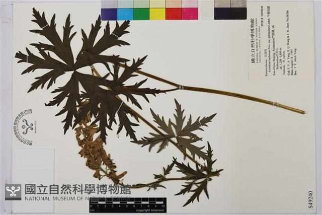 牛扁烏頭藏品圖，第1張