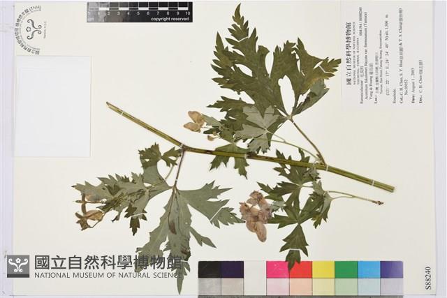 蔓烏頭藏品圖，第2張