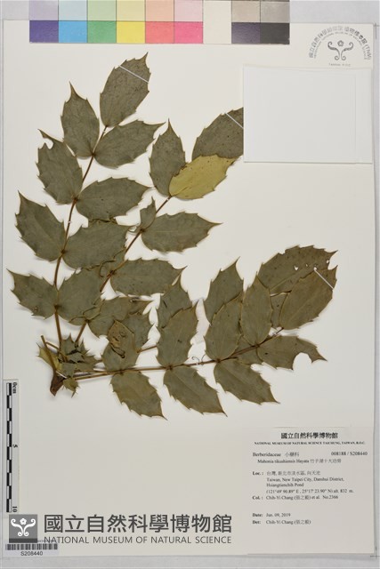 竹子湖十大功勞藏品圖，第1張