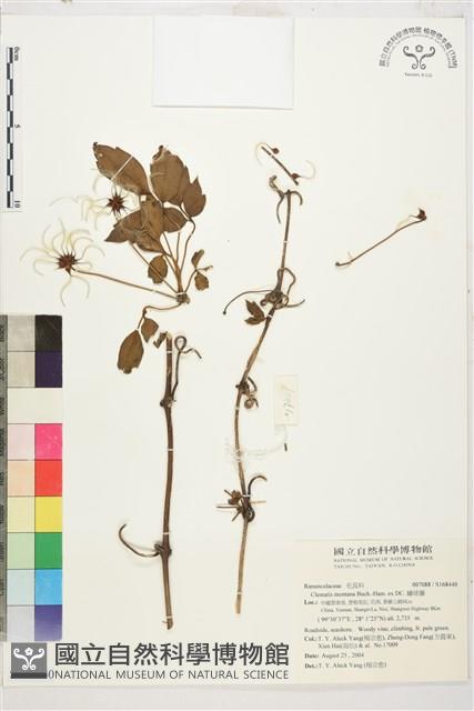 繡球藤藏品圖，第1張