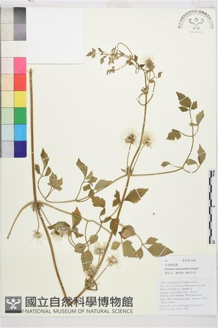 毛茛葉鐵線蓮藏品圖，第1張