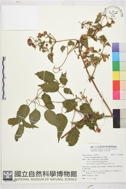 小木通藏品圖，第1張