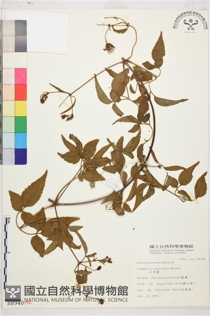 小木通藏品圖，第1張