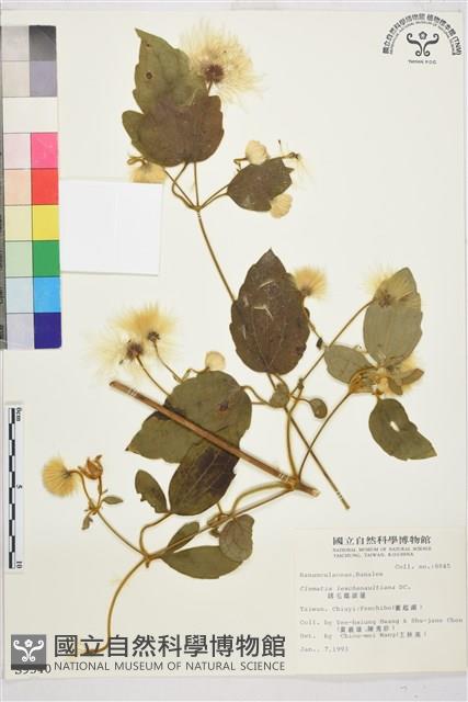 銹毛鐵線蓮藏品圖，第2張