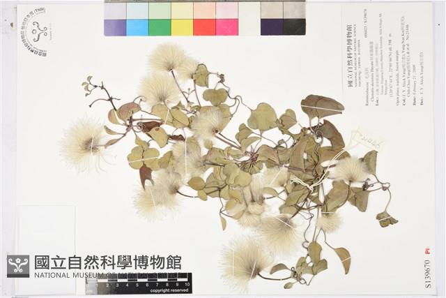 屏東鐵線蓮藏品圖，第1張