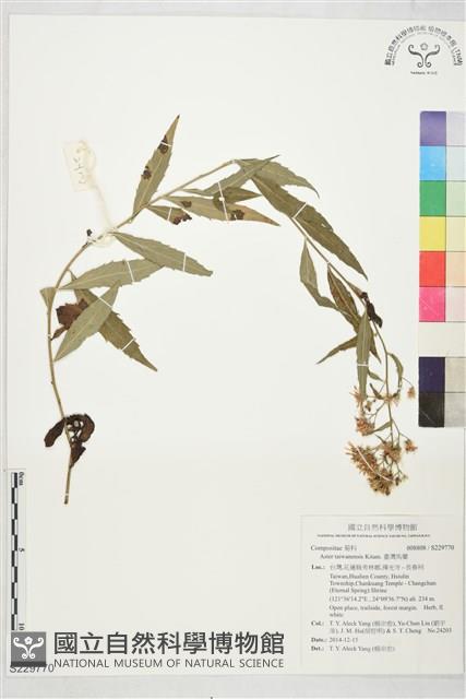 臺灣馬蘭藏品圖，第1張