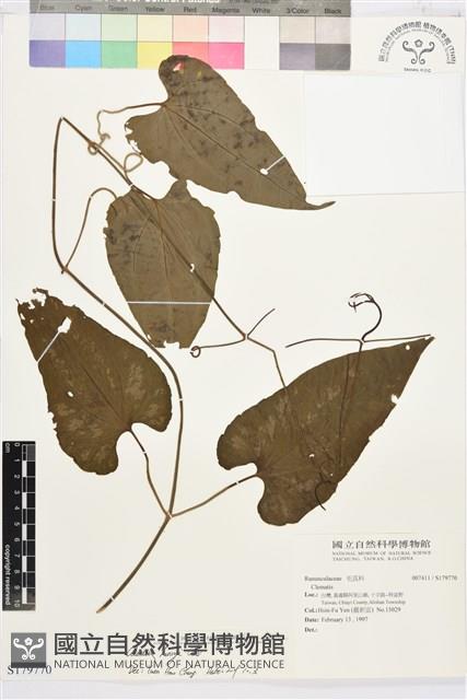 亨利氏鐵線蓮藏品圖，第1張