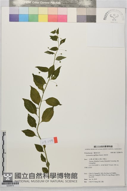 排香草藏品圖，第1張