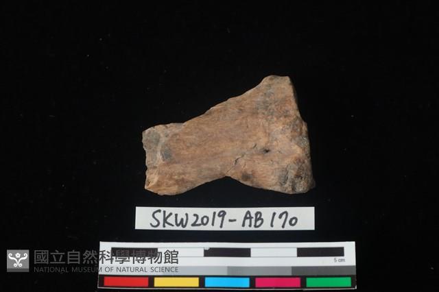 獸骨藏品圖，第1張