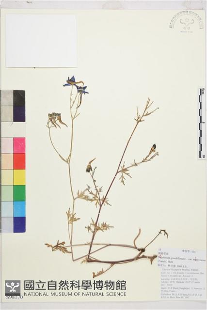 裂瓣翠雀藏品圖，第1張